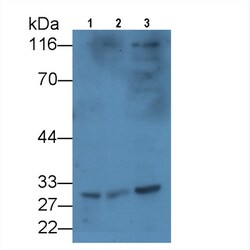 KIR2DS4 Monoclonal Antibody (C15), Invitrogen:Antibodies:Primary Antibodies