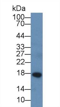 Invitrogen Chemerin Monoclonal Antibody (D2), Invitrogen 20 &mu;L; Unconjugated:Antibodies,