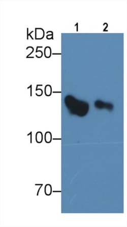 Complement Factor H Monoclonal Antibody (C3), Invitrogen:Antibodies:Primary