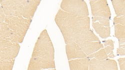 GPT Monoclonal Antibody (C4), Invitrogen:Antibodies:Primary Antibodies