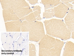 Invitrogen GPT Monoclonal Antibody (C4), Invitrogen 200 &mu;L; Unconjugated:Antibodies,
