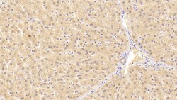 GPT Monoclonal Antibody (C4), Invitrogen:Antibodies:Primary Antibodies