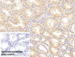 Invitrogen GPT Monoclonal Antibody (C4), Invitrogen 200 &mu;L; Unconjugated:Antibodies,