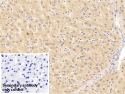 Invitrogen GPT Monoclonal Antibody (C4), Invitrogen 200 &mu;L; Unconjugated:Antibodies,