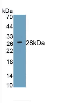 Invitrogen RIP3 Monoclonal Antibody (C1), Invitrogen 20 &mu;L; Unconjugated:Antibodies,