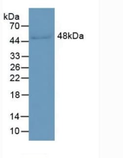 Invitrogen LRG1 Monoclonal Antibody (C2), Invitrogen 20 &mu;L; Unconjugated:Antibodies,