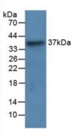 Invitrogen LRG1 Monoclonal Antibody (C2), Invitrogen 20 &mu;L; Unconjugated:Antibodies,