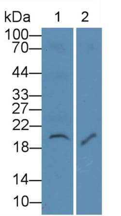 Invitrogen IL-7 Monoclonal Antibody (C1), Invitrogen 200 μL; Unconjugated:Antibodies,