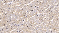 Invitrogen Calnexin Monoclonal Antibody (C2), Invitrogen:Antibodies:Primary