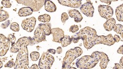 Invitrogen IGFBP-1 Monoclonal Antibody (D3), Invitrogen 200 &mu;L; Unconjugated:Antibodies,