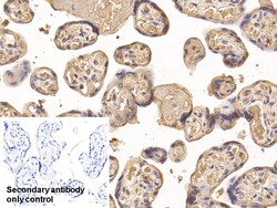 Invitrogen IGFBP-1 Monoclonal Antibody (D3), Invitrogen 200 &mu;L; Unconjugated:Antibodies,
