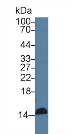 REG3G Monoclonal Antibody (C15), Invitrogen:Antibodies:Primary Antibodies