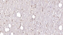 Invitrogen DCLK1 Monoclonal Antibody (C9), Invitrogen:Antibodies:Primary