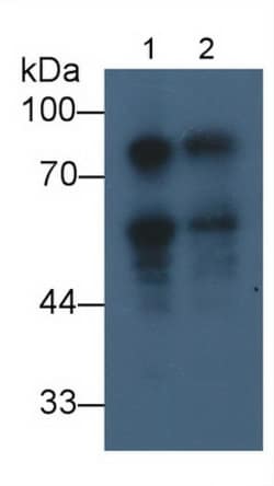 Invitrogen DCLK1 Monoclonal Antibody (C9), Invitrogen:Antibodies:Primary