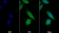 Invitrogen Prothrombin Fragment 1/2 Monoclonal Antibody (D1), Invitrogen