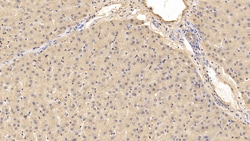 Invitrogen Prothrombin Fragment 1/2 Monoclonal Antibody (D1), Invitrogen