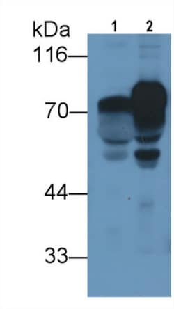 Invitrogen Prothrombin Fragment 1/2 Monoclonal Antibody (D1), Invitrogen