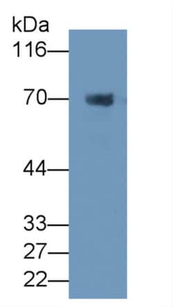 Invitrogen Prothrombin Fragment 1/2 Monoclonal Antibody (D1), Invitrogen