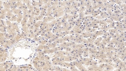 Invitrogen Prothrombin Fragment 1/2 Monoclonal Antibody (D3), Invitrogen