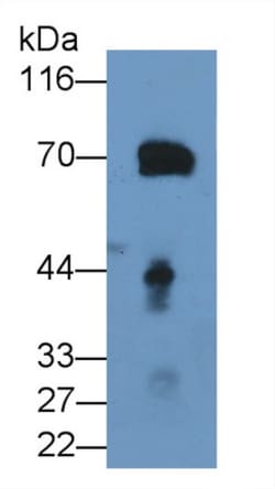 Invitrogen Prothrombin Fragment 1/2 Monoclonal Antibody (D3), Invitrogen
