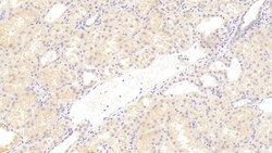 Invitrogen CTRP1 Monoclonal Antibody (C2), Invitrogen 20 &mu;L; Unconjugated:Antibodies,