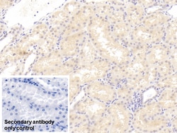 Invitrogen CTRP1 Monoclonal Antibody (C2), Invitrogen 20 &mu;L; Unconjugated:Antibodies,