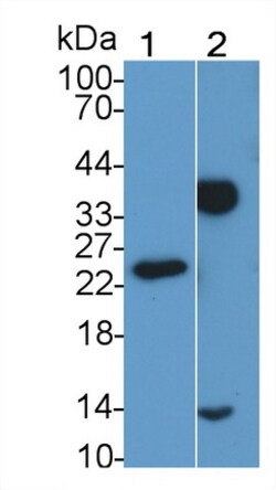 Invitrogen CTRP1 Monoclonal Antibody (C2), Invitrogen 20 &mu;L; Unconjugated:Antibodies,