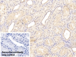 Invitrogen CTRP1 Monoclonal Antibody (C3), Invitrogen 200 &mu;L; Unconjugated:Antibodies,