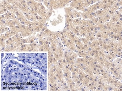 Invitrogen NAMPT Monoclonal Antibody (C8), Invitrogen 200 &mu;L; Unconjugated:Anticuerpos
