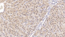 NAMPT Monoclonal Antibody (C8), Invitrogen:Antibodies:Primary Antibodies