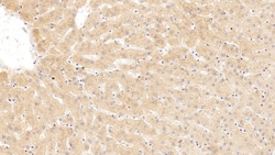SERPINA10 Monoclonal Antibody (C4), Invitrogen:Antibodies:Primary Antibodies