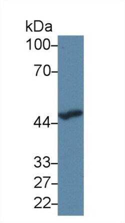 SERPINA10 Monoclonal Antibody (C4), Invitrogen:Antibodies:Primary Antibodies