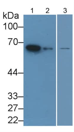 Invitrogen Lamin B1 Monoclonal Antibody (C4), Invitrogen:Anticuerpos:Anticuerpos