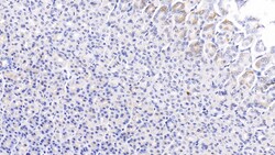 Invitrogen PCSK9 Monoclonal Antibody (C5), Invitrogen:Antibodies:Primary