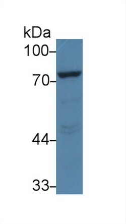 Invitrogen PCSK9 Monoclonal Antibody (C5), Invitrogen:Antibodies:Primary