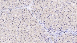 Invitrogen HPD Monoclonal Antibody (D1), Invitrogen 200 &mu;L; Unconjugated:Antibodies,
