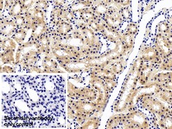 Invitrogen HPD Monoclonal Antibody (D1), Invitrogen 200 &mu;L; Unconjugated:Antibodies,