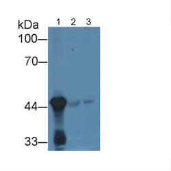 Invitrogen HPD Monoclonal Antibody (D1), Invitrogen 200 &mu;L; Unconjugated:Antibodies,
