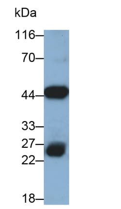 Invitrogen HPD Monoclonal Antibody (D1), Invitrogen 200 &mu;L; Unconjugated:Antibodies,