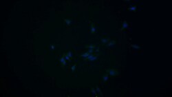 Invitrogen HPD Monoclonal Antibody (D2), Invitrogen 200 &mu;L; Unconjugated:Antibodies,
