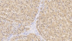 Invitrogen HPD Monoclonal Antibody (D2), Invitrogen 200 &mu;L; Unconjugated:Antibodies,