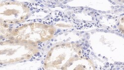 Invitrogen HPD Monoclonal Antibody (D2), Invitrogen 200 &mu;L; Unconjugated:Antibodies,