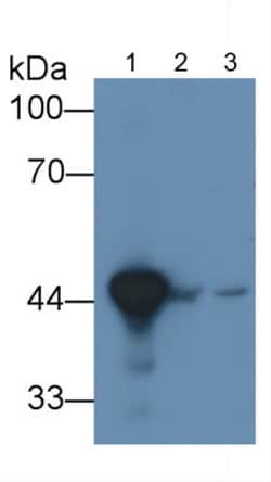 Invitrogen HPD Monoclonal Antibody (D2), Invitrogen 200 &mu;L; Unconjugated:Antibodies,