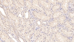 MSRA Monoclonal Antibody (C6), Invitrogen:Antibodies:Primary Antibodies