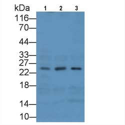 MSRA Monoclonal Antibody (C6), Invitrogen:Antibodies:Primary Antibodies