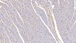 Invitrogen FSTL1 Monoclonal Antibody (C16), Invitrogen 200 &mu;L | Buy Online | Invitrogen&trade; | Fisher Scientific