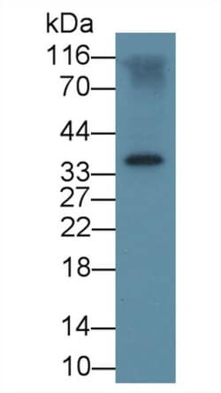 Invitrogen FSTL1 Monoclonal Antibody (C16), Invitrogen 200 &mu;L | Buy Online | Invitrogen&trade; | Fisher Scientific