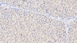 Invitrogen SAA Monoclonal Antibody (D5), Invitrogen 20 &mu;L; Unconjugated:Antibodies,