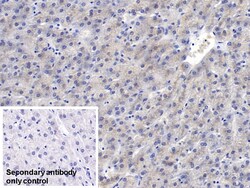 Invitrogen SAA Monoclonal Antibody (D5), Invitrogen 200 &mu;L; Unconjugated:Antibodies,
