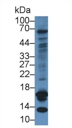 Invitrogen CGA Monoclonal Antibody (C2), Invitrogen 20 &mu;L; Unconjugated:Antibodies,
